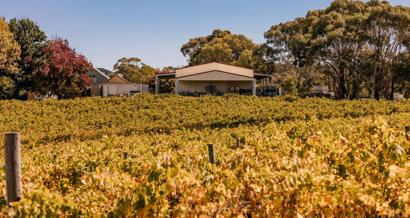 The vineyards of Brackenwood