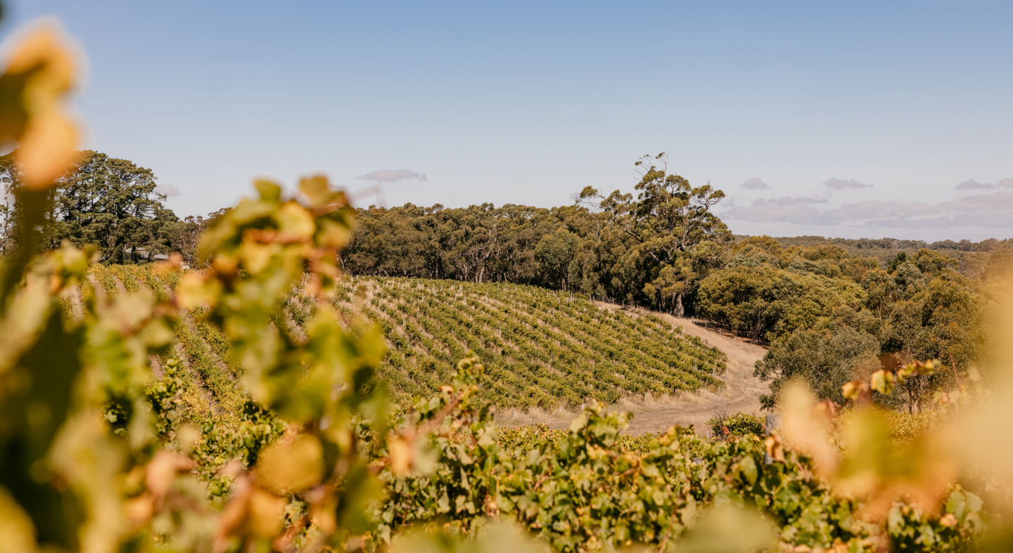 A picturesque view of the Brackenwood Vineyards